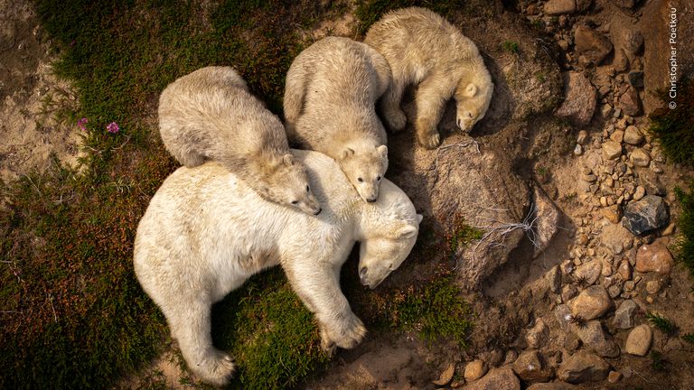 Family Rest by Christopher Paetkau, from Canada. Pic: National History Museum