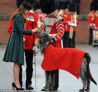 Irish Guards' mascots through the years.