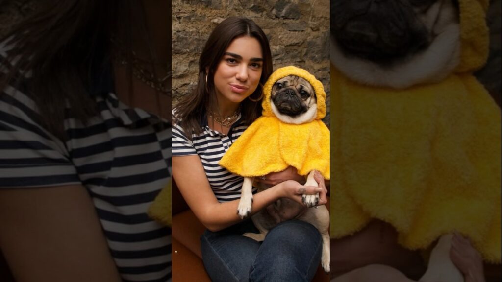 Dua Lipa with Doug the Pug #dualipa