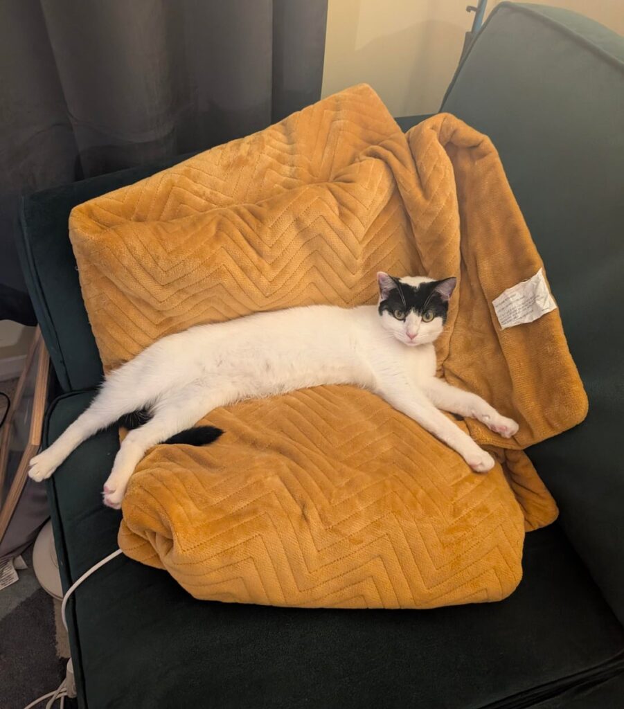 Here's my L O N G cow cat