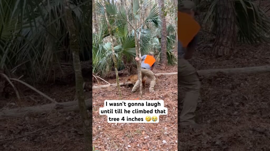 I wasn’t gone laugh till he climbed that tree 4 inches 😭🤣