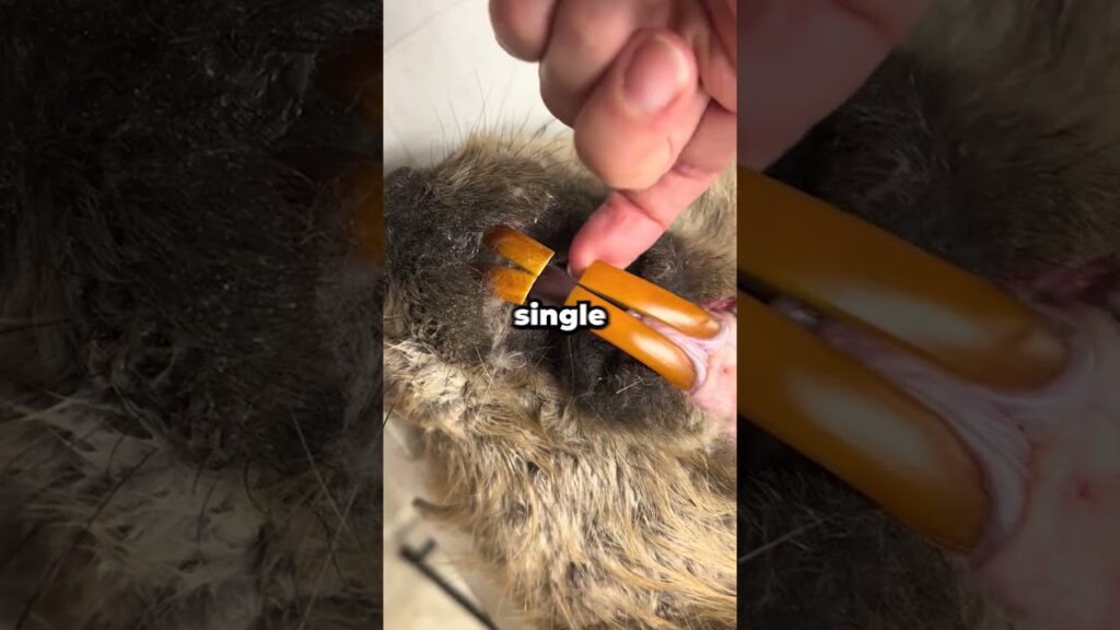 If Beavers Don't Chew Wood Something Gruesome Happens 😳