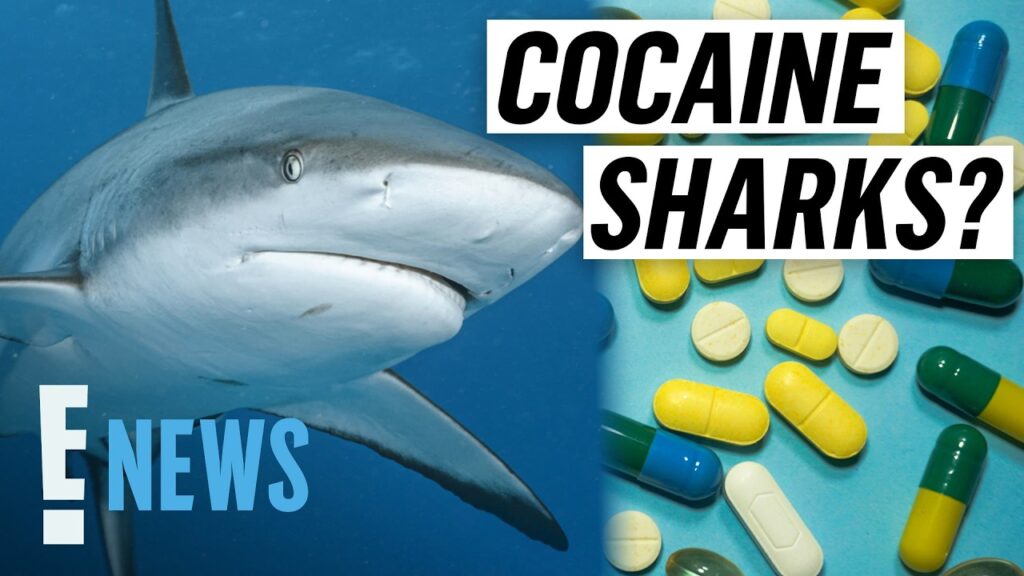 Bahamian Sharks Test Positive for Cocaine, Painkillers in New Study | E! News Bahamian Sharks Test Positive for Cocaine, Painkillers in New Study | E! News