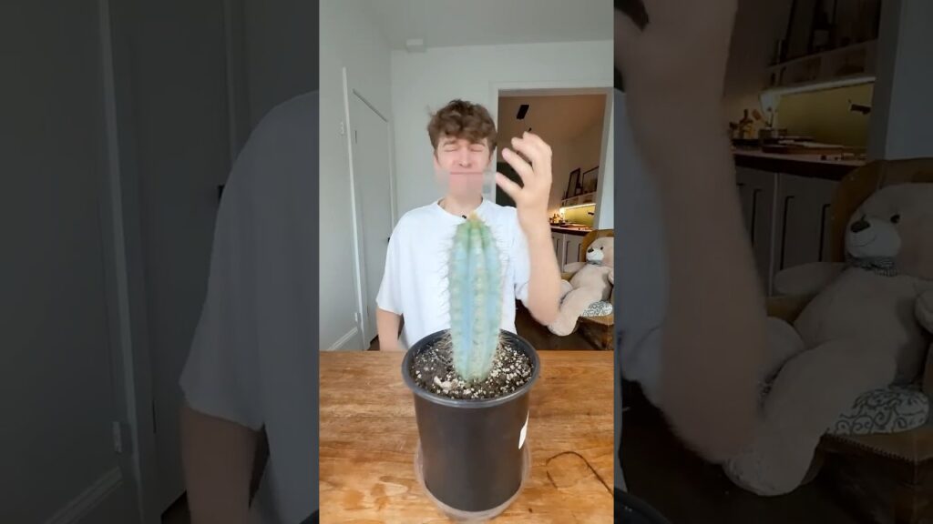 If You Accidentally Touch A Cactus 🌵