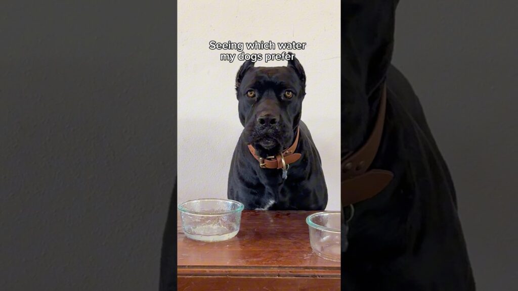 ARE YOU KIDDING ME ONYX?! 🤣🤭Wait until the end🤯