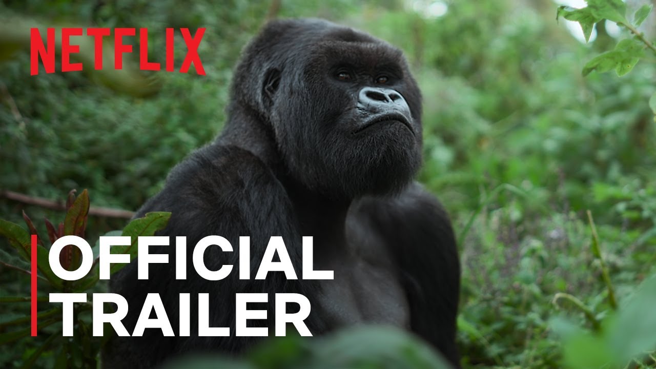 A Gorilla Story: Told by David Attenborough | Official Trailer | Netflix - YouTube