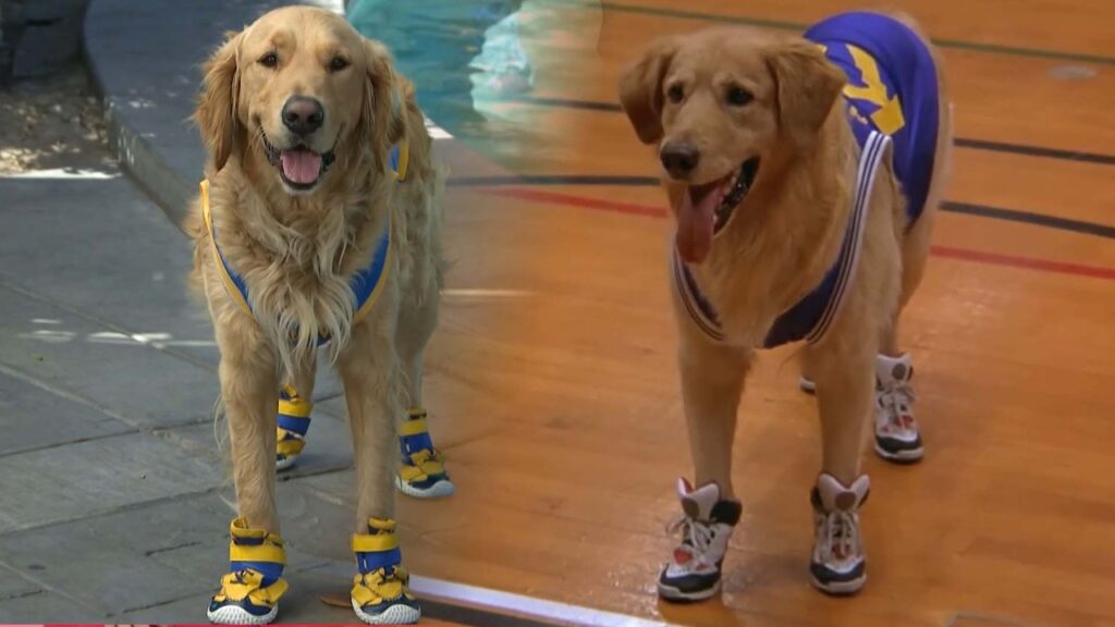 Air Bud RETURNS! Meet (Dog) Star Buddy as Franchise Celebrates 15th Movie (Exclusive)