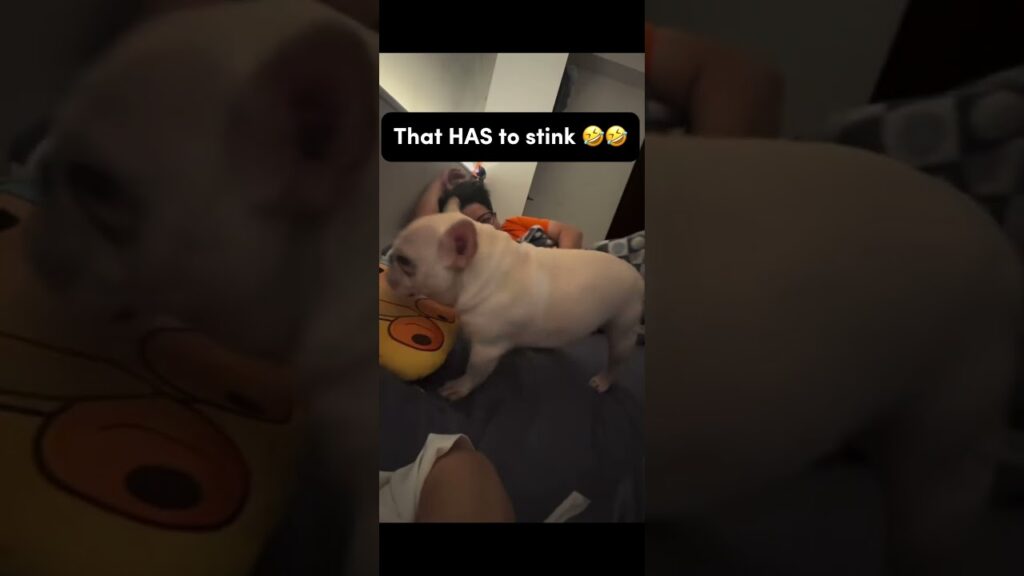 He’s so chubby omg 😭 #shortsfeed