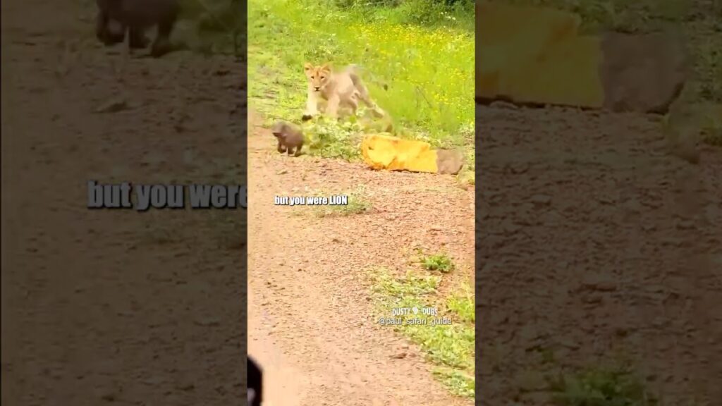 Baby Warthog Runs His Mouth… and His Legs 🤣
