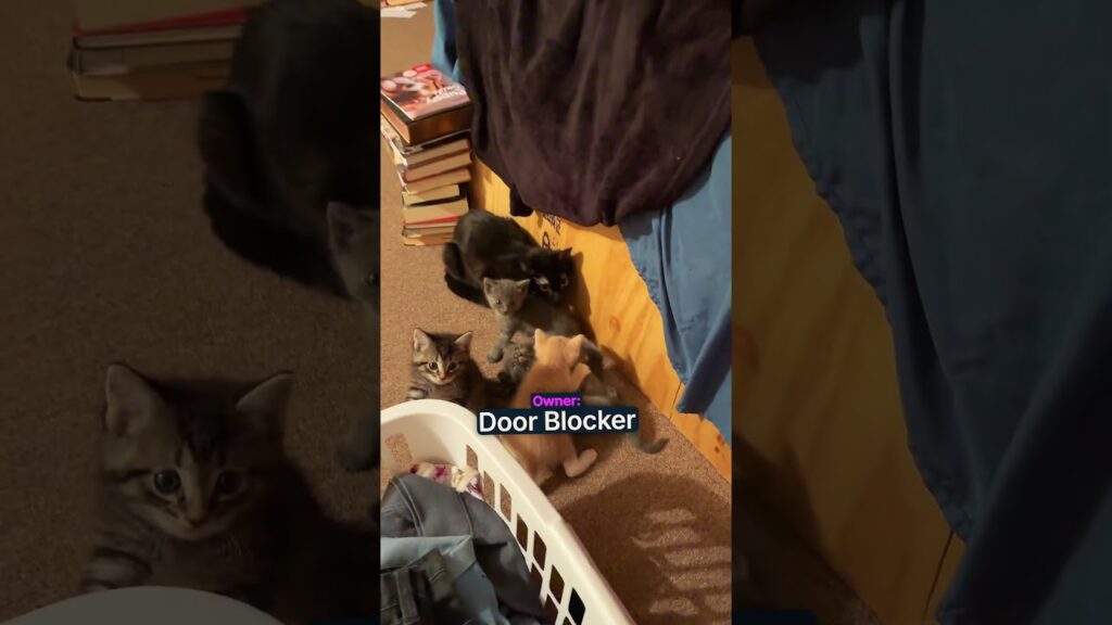 Cat Parents Get Lectured!