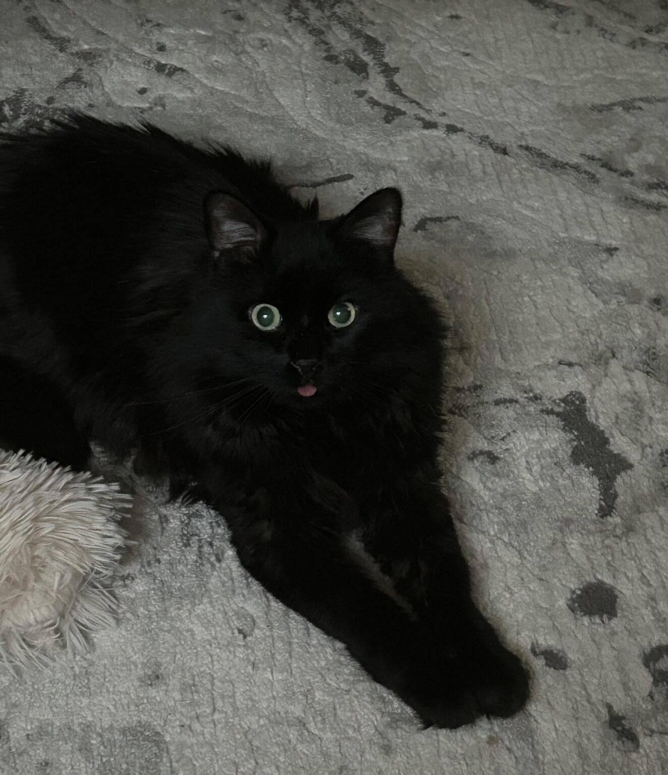 Breaking News: Cat Almost had a Single Thought, Decided Against It