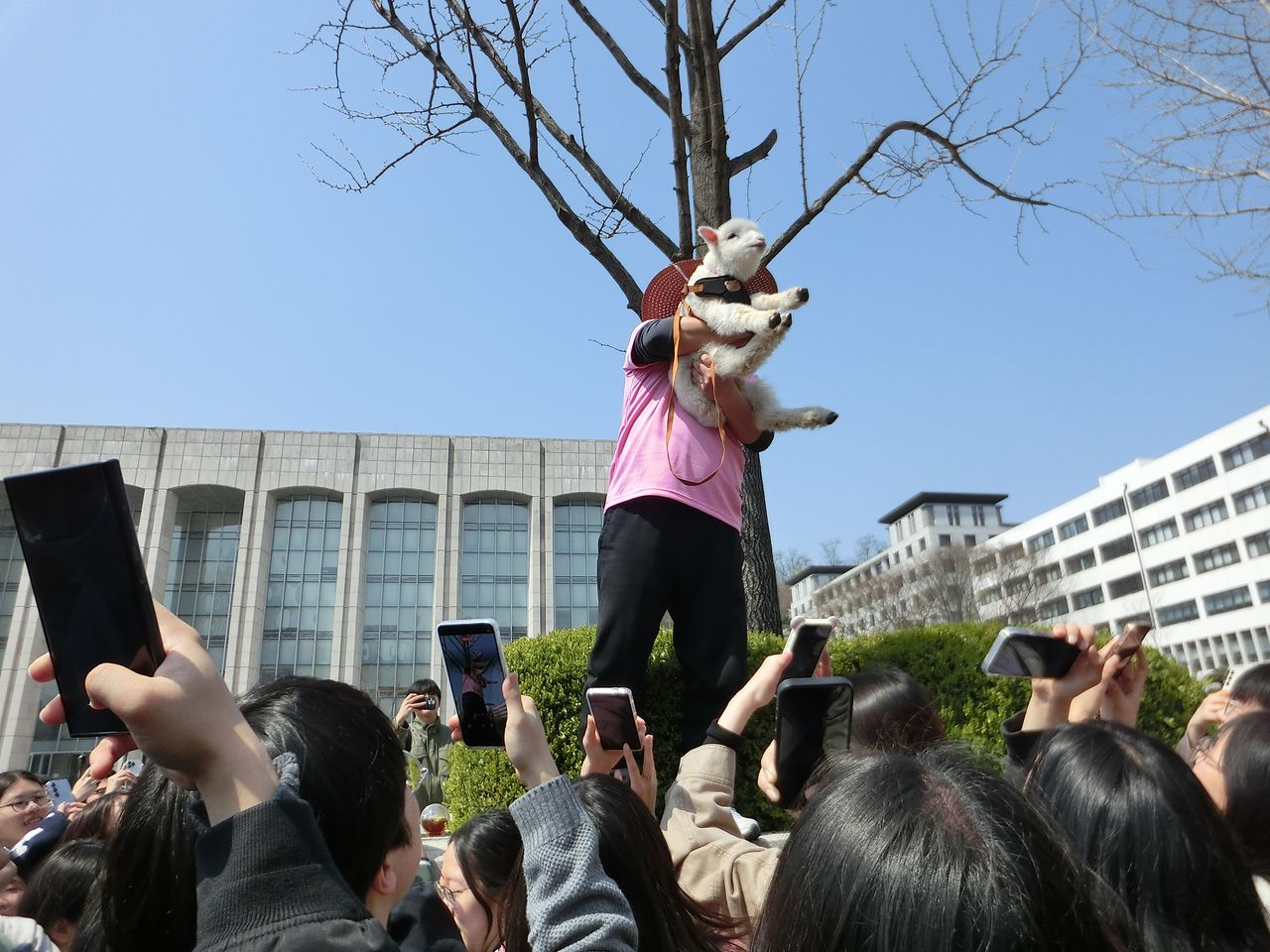 Byun Woo-seon, a sheep ranch owner, holds up a sheep as students take photos at Yonsei University’s Sinchon campus in Seodaemun District, western Seoul, on April 2. [KWAK JOO-YOUNG]