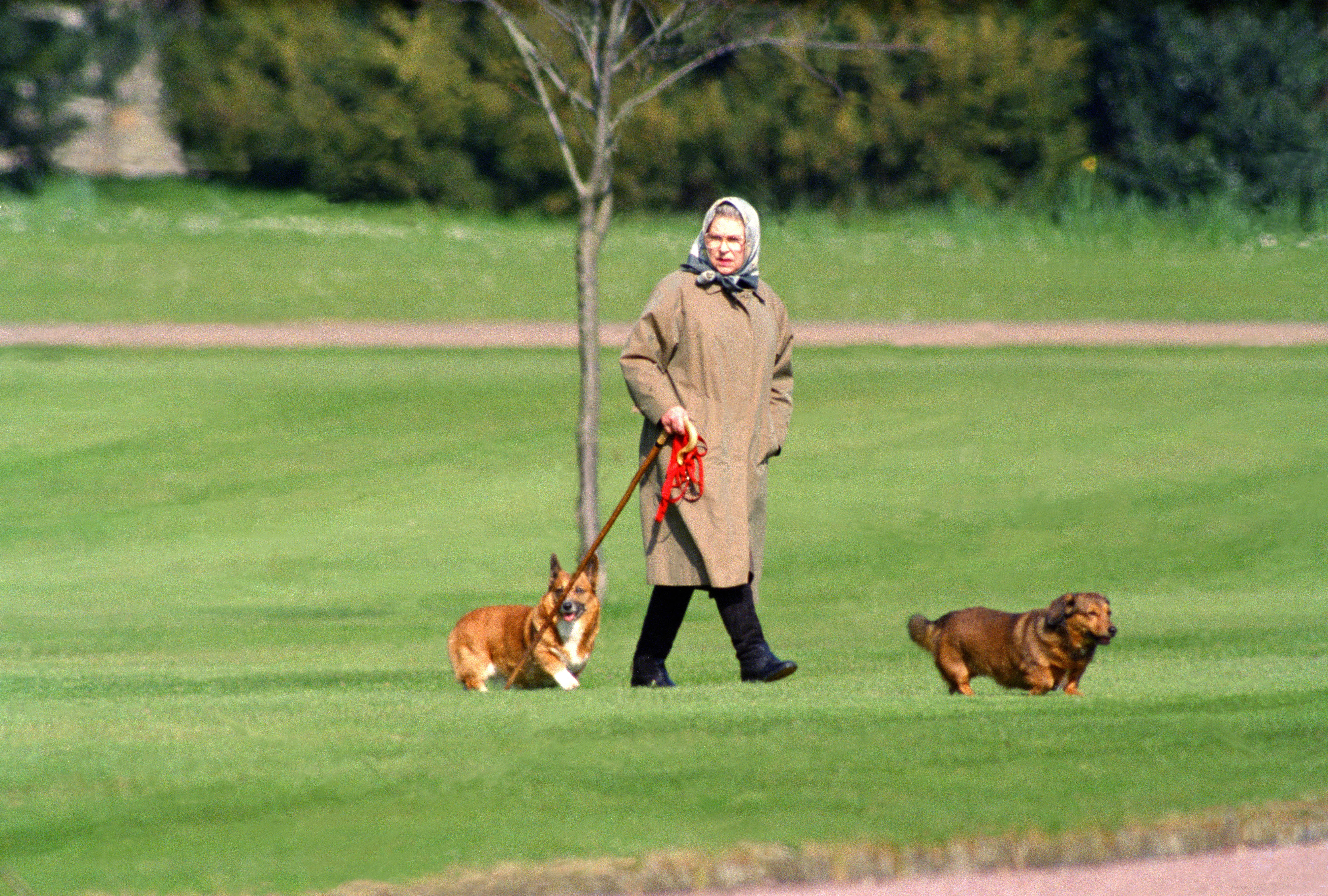 Queen Elizabeth walking her dogs in a field