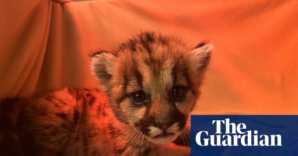 Three-week-old mountain lion cub rescued by California biologists | California Three-week-old mountain lion cub rescued by California biologists | California
