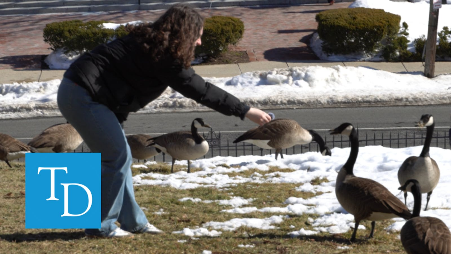 Video: Meet the winter geese, Tufts’ seasonal celebrities