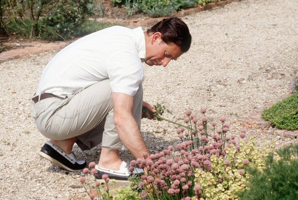 Prince Charles Weeding His Herb Garden At Highgrove, Gloucestershire.  