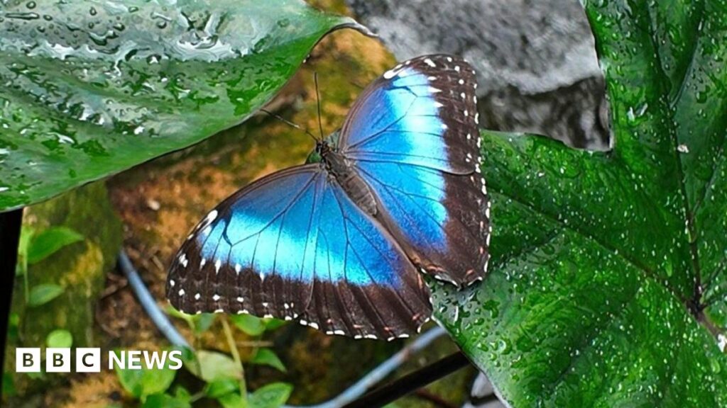 A close-up photo of a butterfly resting on a leaf. The butterfly has blue wings - dark in the middle and lighter towards the edges, with white dots on a thick black rim.