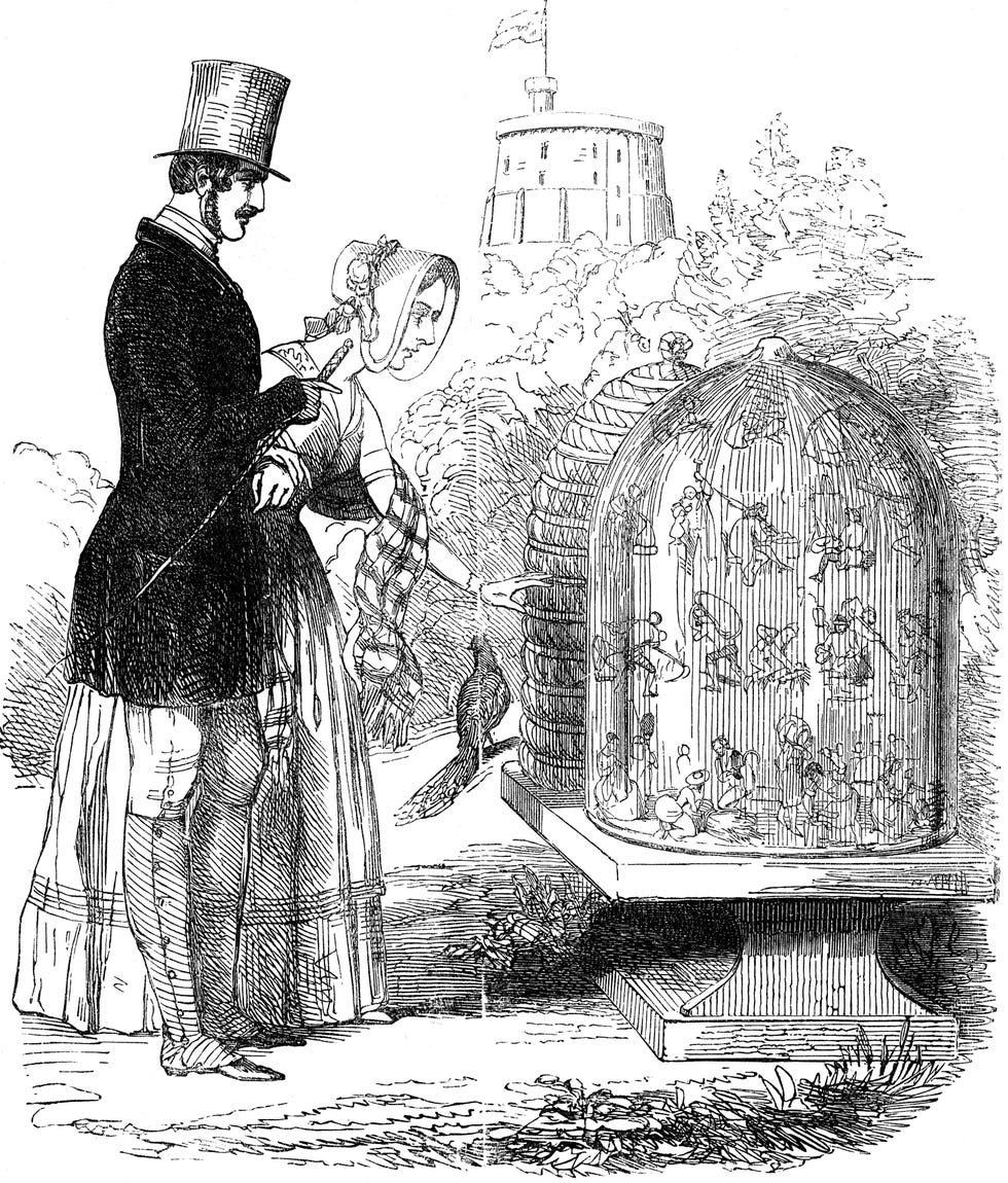 Albert, Prince Consort, showing his hives to Queen Victoria.