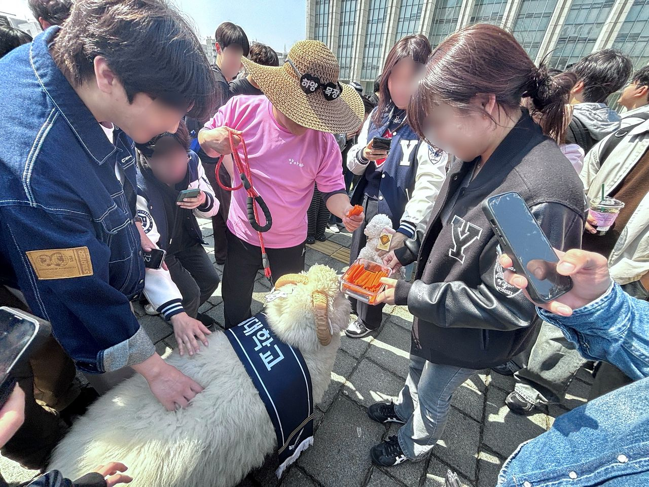 Students feed carrots to a sheep at Yonsei University’s Sinchon campus in Seodaemun District, western Seoul, on April 2. [KWAK JOO-YOUNG]