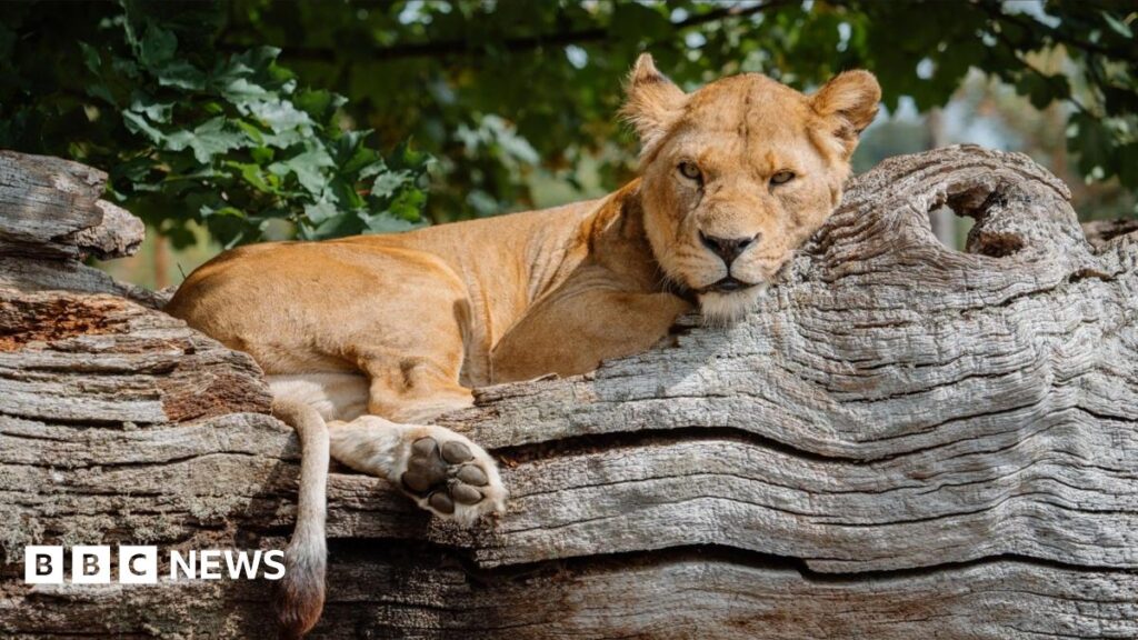 A female lion sits and rests in the middle of a large dead tree trunk.