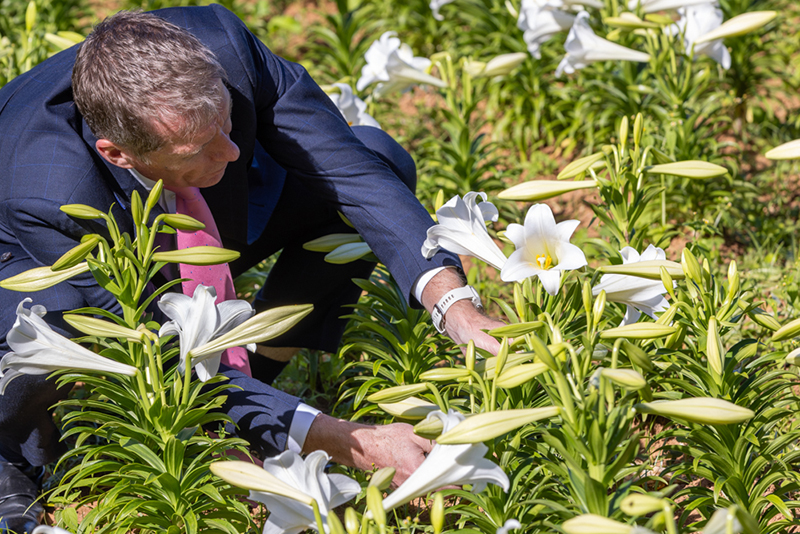 Easter Lillies Bermuda April 1 2026 1