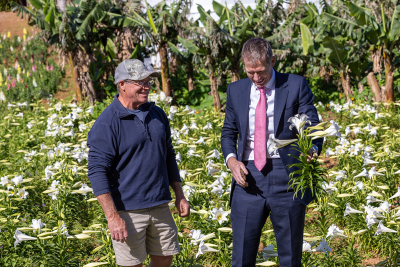Easter Lillies Bermuda April 1 2026 2