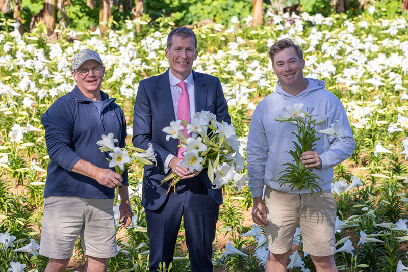Easter Lillies Bermuda April 1 2026 3