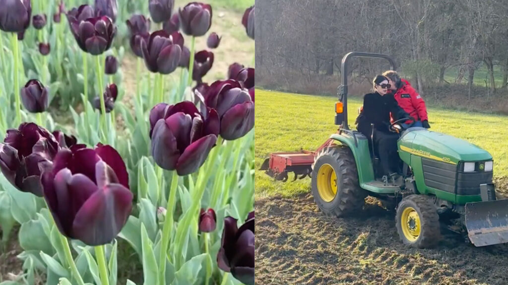 Celebrity Tattoo Artist Kat Von D's Black Tulip Field Draws Crowds