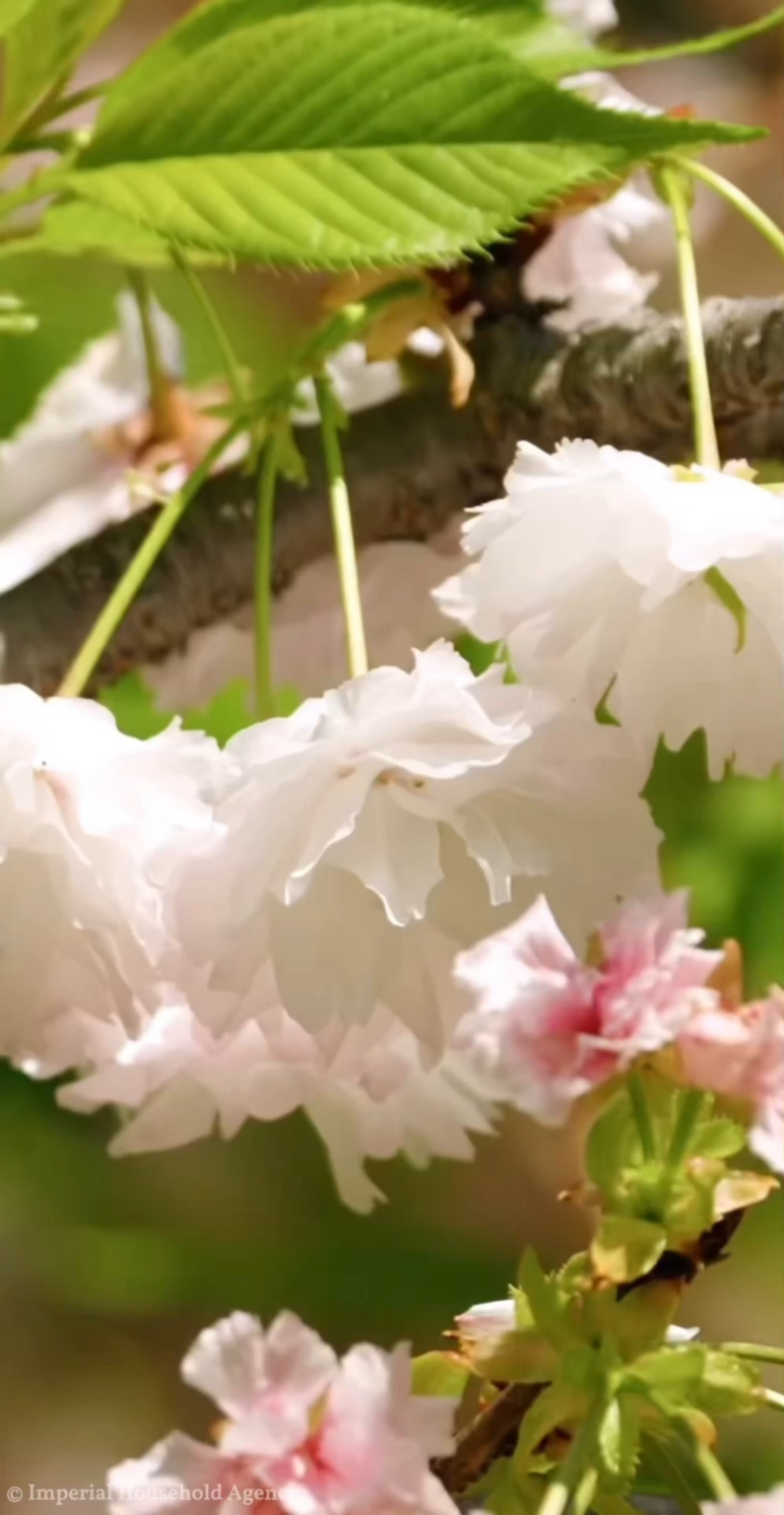 Emperor Naruhito, Empress Masako & Princess Aiko with Members of the Imperial Family hosted the annual Spring Garden Party on Friday, with Olympic and Paralympic medalists attending