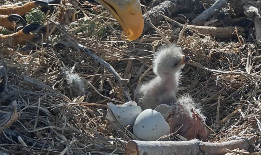 Big Bear bald eagles Jackie and Shadow welcome 2 eaglets on Easter weekend – San Gabriel Valley Tribune Big Bear bald eagles Jackie and Shadow welcome 2 eaglets on Easter weekend – San Gabriel Valley Tribune