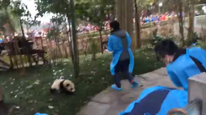 Lee Pace being a panda enthusiast