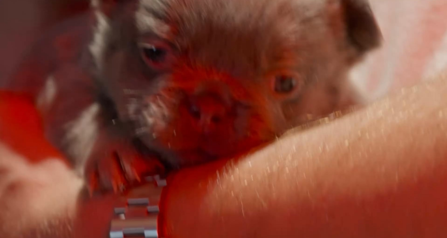 Billie Eilish had a “puppy room” on her ‘Hit Me Hard and Soft’ tour: “We try to have whatever rescue organization is around and available to bring the [dogs] that need homes. Multiple people on my crew have adopted dogs from tour.”