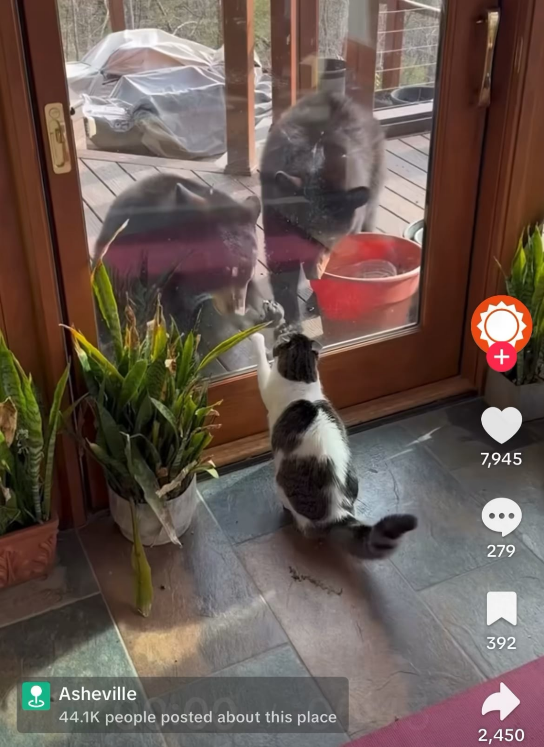 Scooter the cat bravely fights off two home intruders 🚨