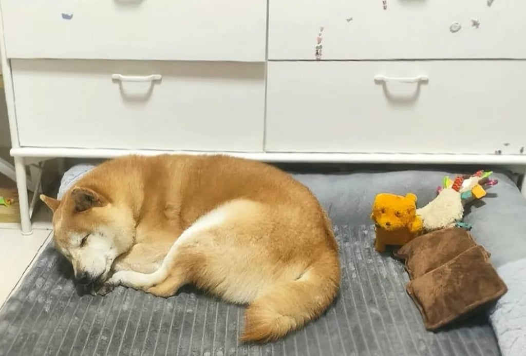 Many took to social media to honour Deng Deng, reminiscing about his extraordinary life as China’s first abandoned dog, who was sold at a judicial auction. Photo: mp.weixin.qq.com