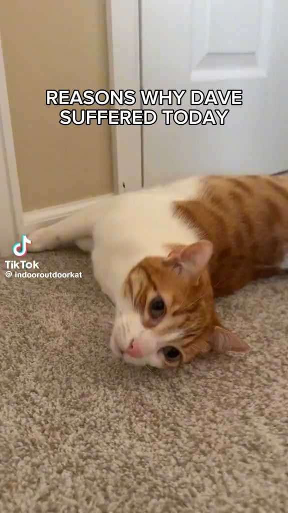 One of my favourite internet cats: Dave