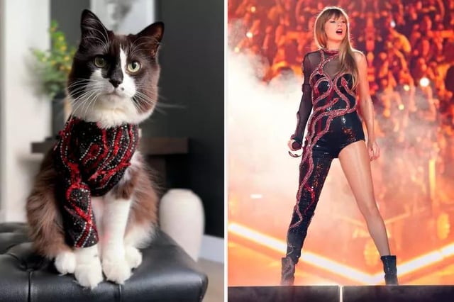 Cats on the Internet dressed up as Taylor Swift on the Eras Tour