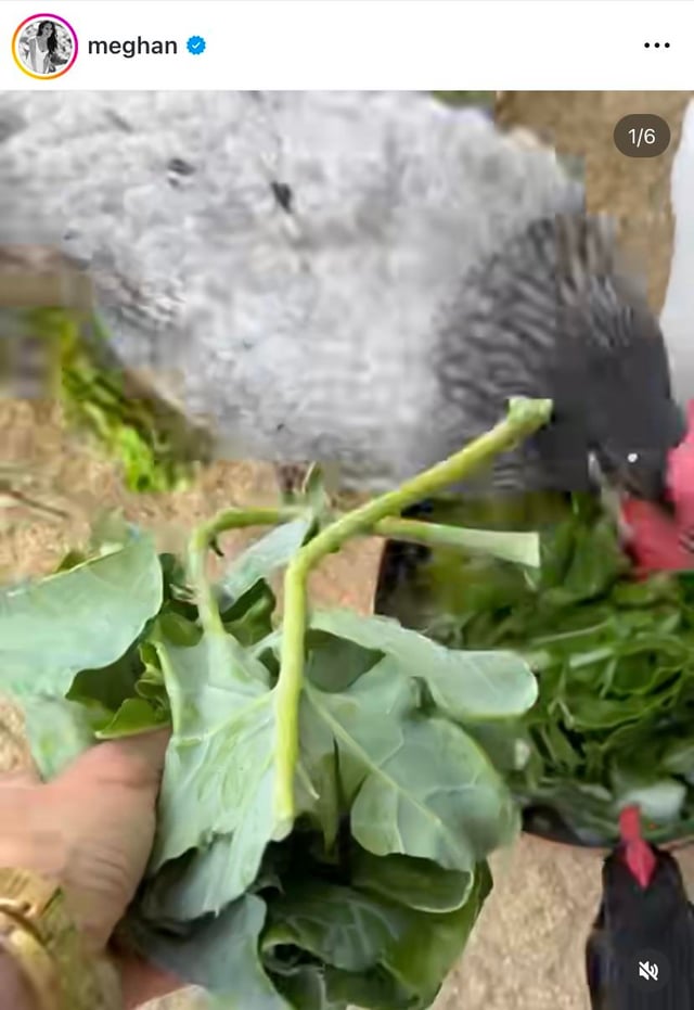 Meghan posted a few short videos for Easter Meghan posted a few short videos for Easter