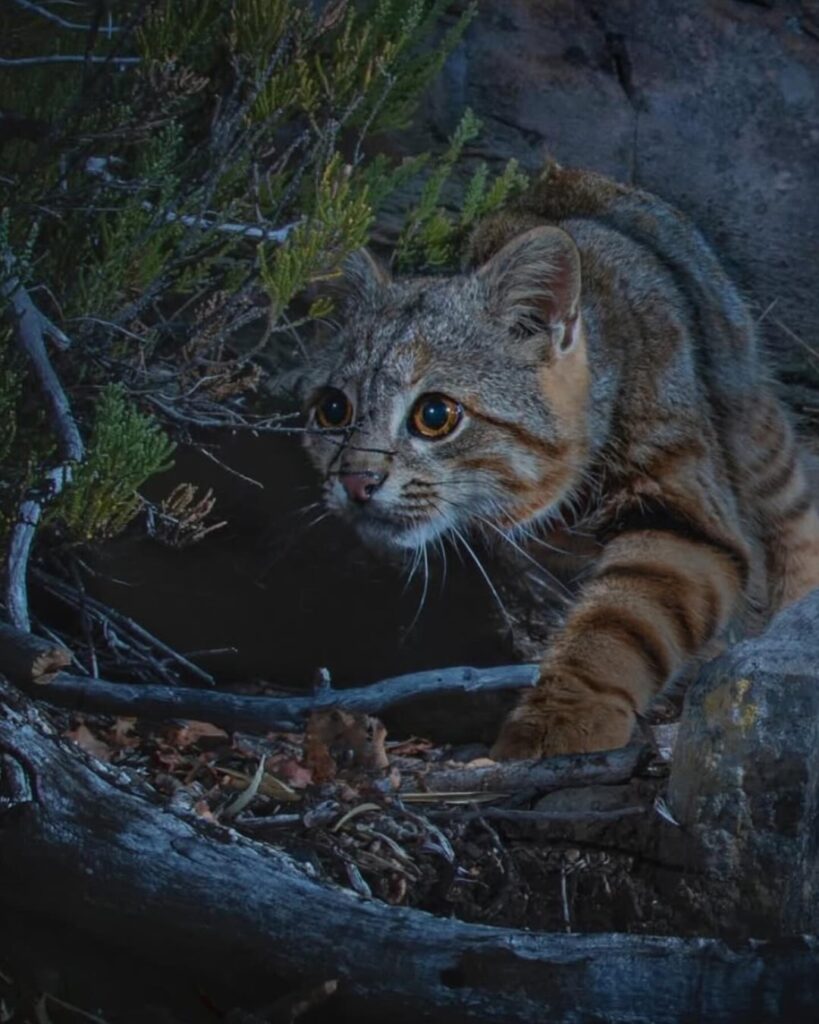 Wild Sighting! Chile’s Secret Colocolo Cat Caught on Camera