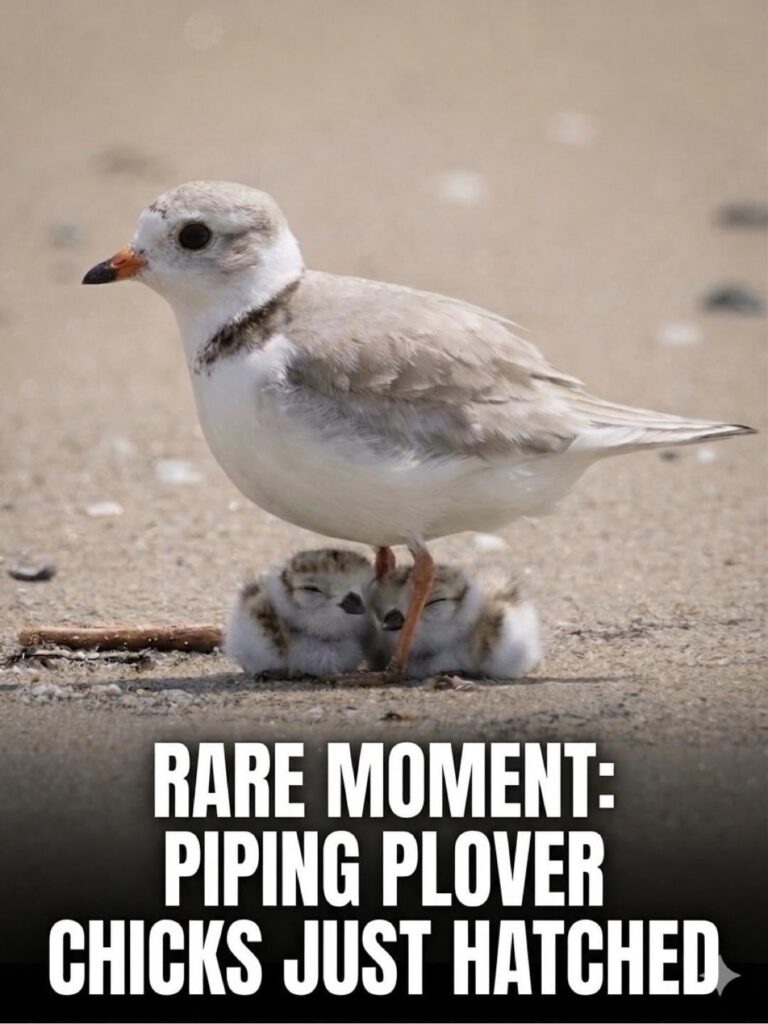 A Piping Plover (species endangered in Great Lakes region) gives birth to adorable chicks of her own!