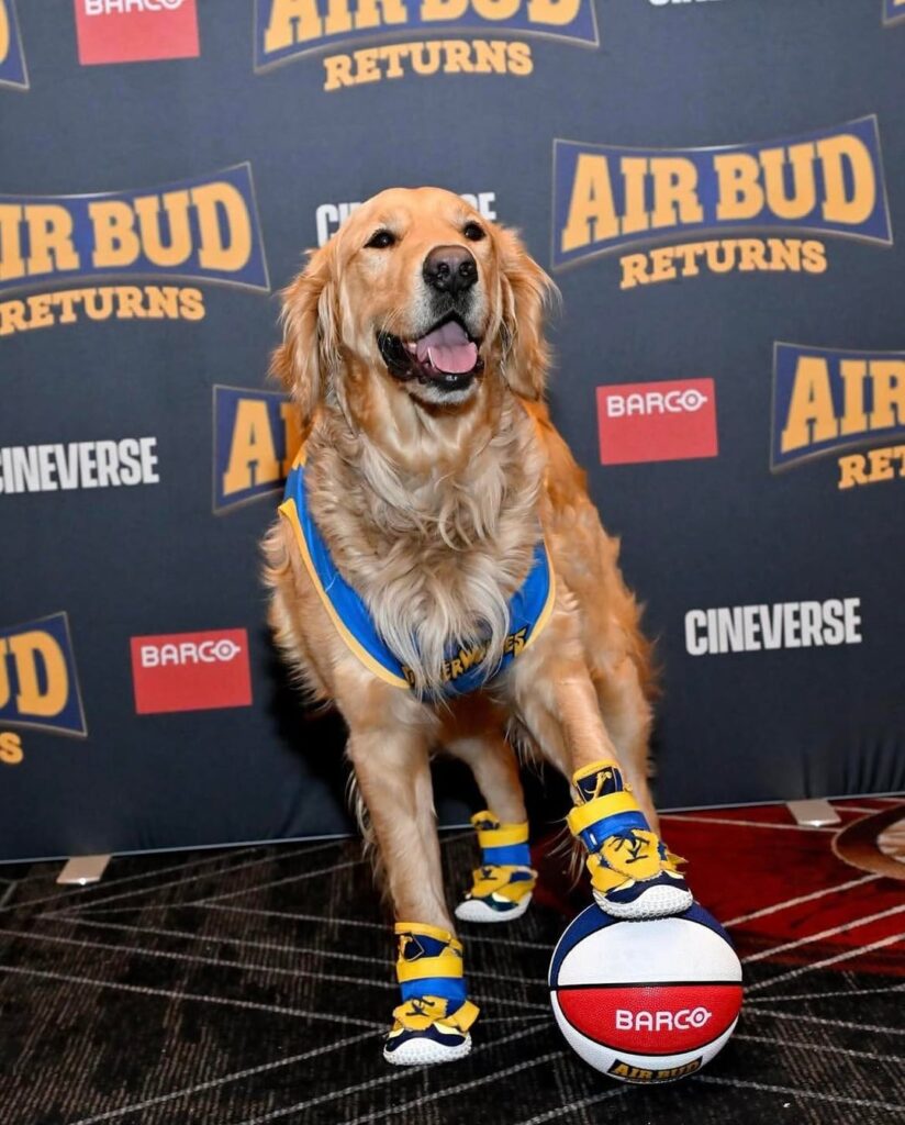 The dog playing Air Bud in the upcoming movie "Air Bud Returns" made an appearance at CinemaCon on Tuesday, wearing a jersey and shoes.