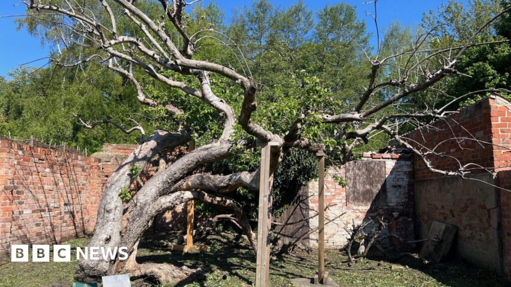 The original tree, which has a number of bare branches, but also a core of leaves, in a small, brick wall lined garden, pictured in Spring 2026.