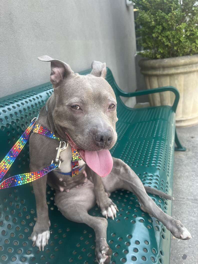 pittie on a bench