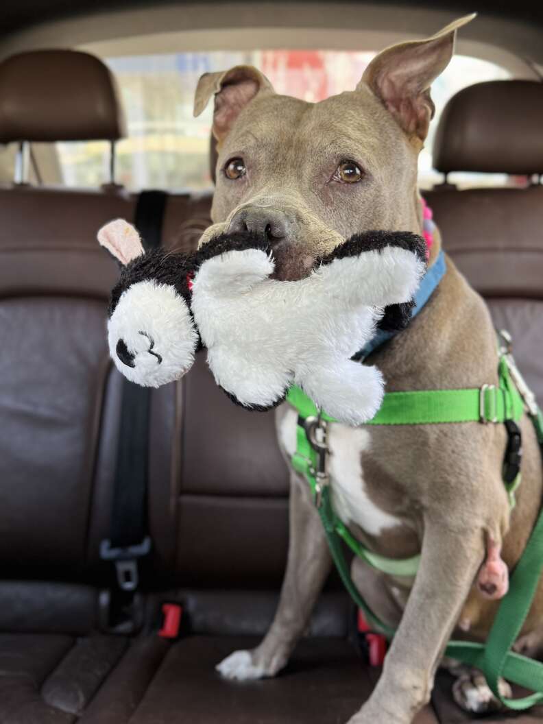 pittie in the car holding a stuffed animal