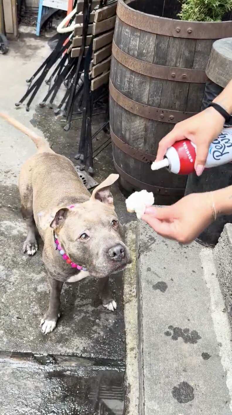 dog eating whipped cream