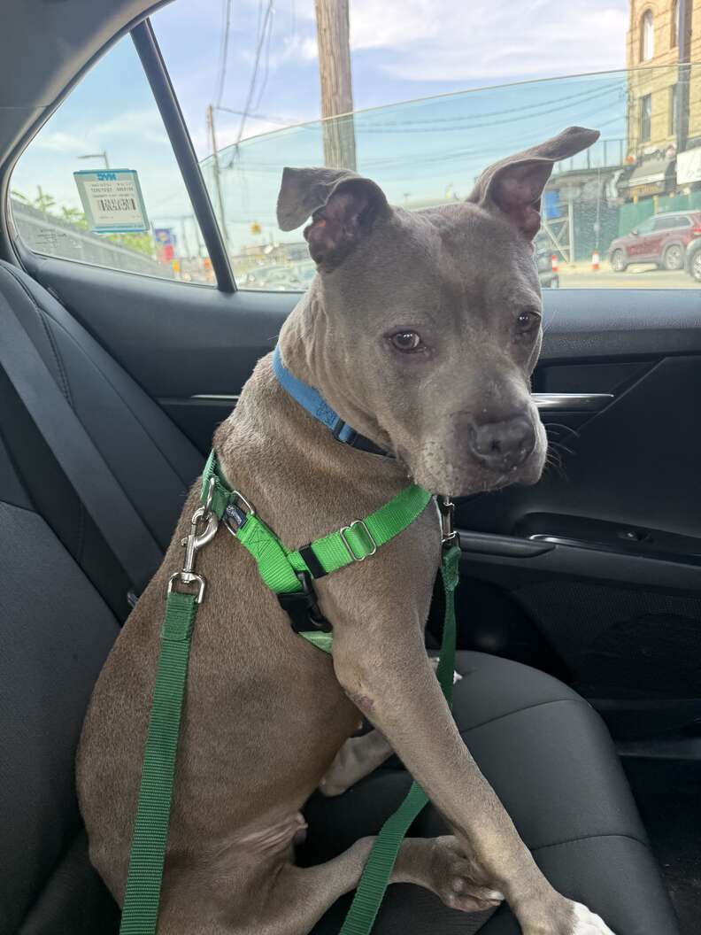pittie in the car