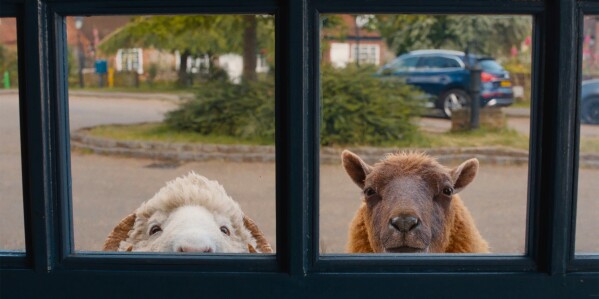 This image released by Amazon MGM Studios shows characters Mopple, voiced by Chris O'Dowd, left, and Lily, voiced Julia-Louis Dreyfus in a scene from "The Sheep Detectives." (Amazon MGM Studios via AP)