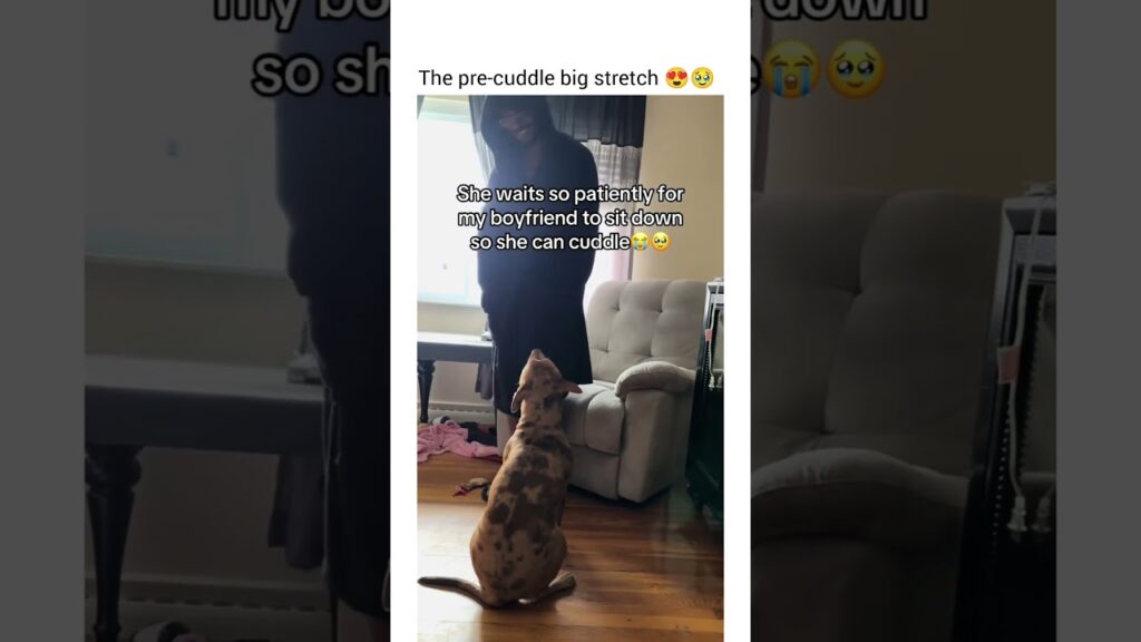 She even waited for him to sit back.. lol. Love pit bulls #dogshorts #dog #funny #petshub #pets