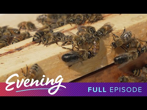 The bees of Home Plate Center, Olivia Wilde and Canopy Tours - KING 5 Evening | Full Episode