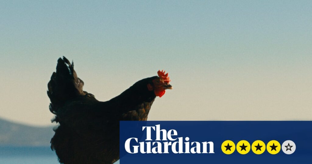 Hen review – plucky chicken beats the odds in weirdly uplifting survival story | Film