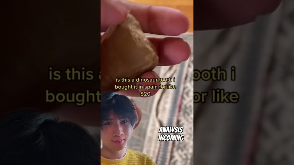 Dinosaur tooth?